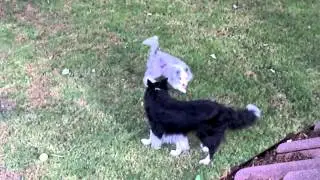 Flint & Brac morning romp