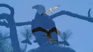 SONY A7IV, A6100, ZVE10 SONY GMASTER 100=400MM BALD EAGLES AND MORE. Wildlife Photography