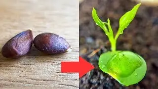 How to Grow Pear Tree from Seed