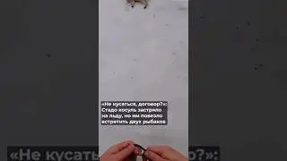 Рыбак❣️блогер из Новосибирской области спас десятки замёрзших косуль.