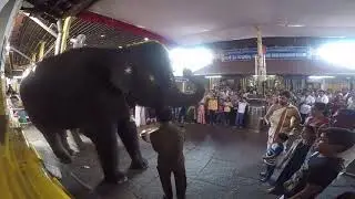 GOPRO and elephant in kukke subrahmanya temple