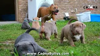 "XL Bully Puppies' 🐾 First Outdoor Adventure at 🐶 5 Weeks Old!  |  Top Of The Line American Bullys