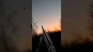 Охота на вальдшнепа  уже скоро 1