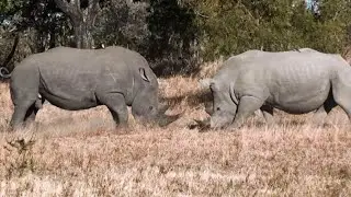 Rhino Fight | Bull Showing Dominance Over Younger Bull