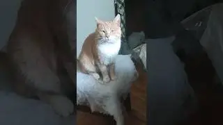 КОТ И ЕГО МЫСЛИ...
