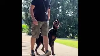 Elite Family and Personal Protection Dog- ROCKY