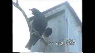 Скворцы