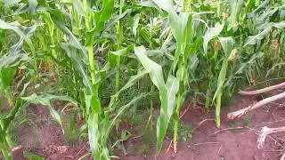 Разница по выращивании кукурузы на поле и на даче.