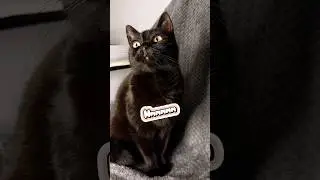 Pov: ADHDers doing the plan...😤🤣 #funnycats #catmemes #cats #funnyvideos #shorts #funny #comedy