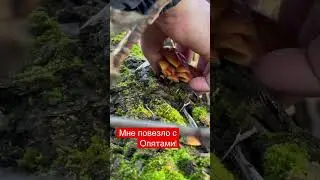 Повезло с грибами 🍄 