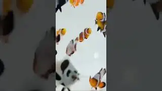 Check out these Coastal Clownfish in store at DeerPark Aquarium!!!