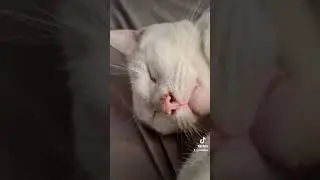 grabando a mi gato de dragon ball z #gato #gatoblanco #gatito #gatitos #viral