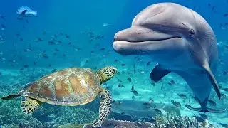 Шикарная музыка! Это Лучшая музыка для души! Сборник Сергей Грищук! Послушайте...