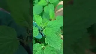 How to Harvest Nettle