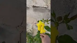 Essa flor você conhece Alamanda