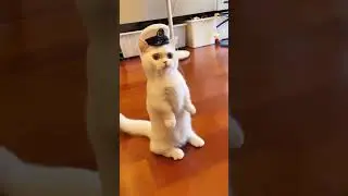 siap komandan