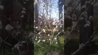 Абрикос в цвету Цветы абрикоса