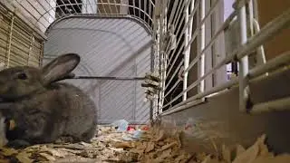 Bunnies home for the winter.  playful baby bunnies on the farm