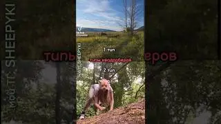 Я наверное 1 тип МОЙ ТГ: SHEEPYKI 