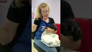 Trimming Schnauzer Puppy Toenails