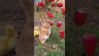 🐰милый зайка 🐰