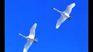 Лебеди летят