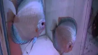 successful discus breeding
