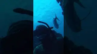 Diving with a school of ulua (giant trevally).