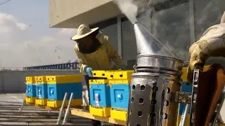 BEECOME 2021 - Польское пчеловодство