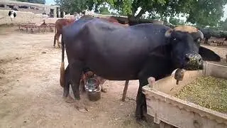 how to milk a buffalo by hand | كيفية حليب الجاموس باليد | Top Milking Videos | Buffalo videos