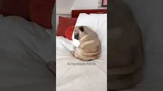 Some typical ✨PUG TRAITS✨ 