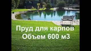 Пруд для карпов. Объем 600 м3.