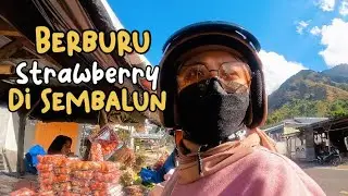 A day in Sembalun | Berburu Strawberry di Sembalun
