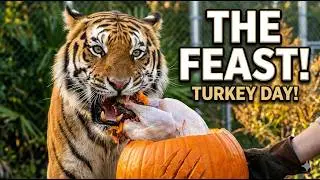 A Big Cat Thanksgiving!