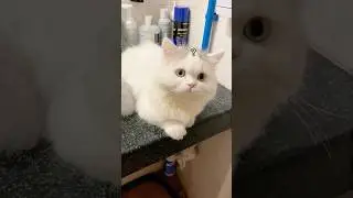 Il micio ha perso il colore ed è diventato bianco, piacerà ancora a qualcuno?