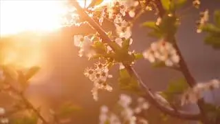 Soothing Instrumental Background Music   Peaceful Romantic Spanish Acoustic Guitar   Relaxing Music
