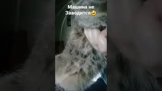 мой лемур:)