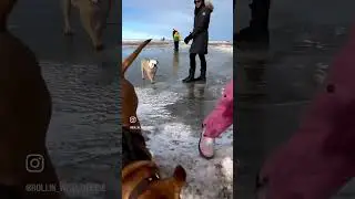 #bulldog on ice #bulldog #englishbulldog #ice