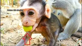 PaPa Song worry newborn monkey stuck food in mouth, Cute baby monkey in Amber group
