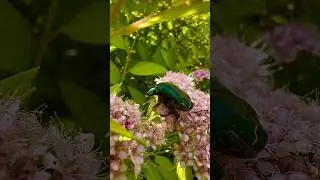 Майский жук #relaxing #nature #relaxingmusic #meditationmusic #shortvideo #shortsvideo