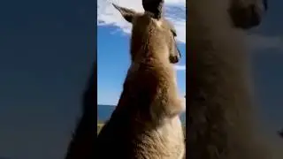 Что за...(5)