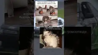 #кот