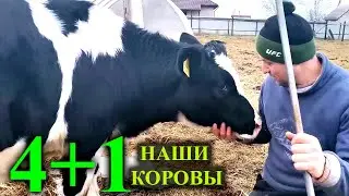 Наши коровы!