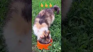 #shortc любишь котиков жми👍