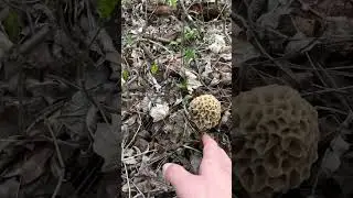 Сморчок настоящий - поляна