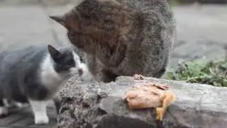 котовник