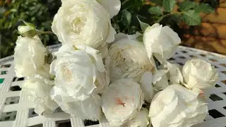Мои РОЗЫ ПОСЛЕ ЗАМОРОЗКА. Сорта подписаны🤗🌹🌹🌹