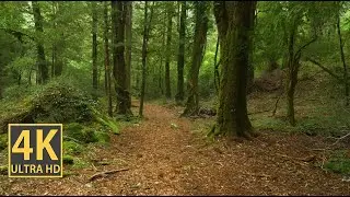 Relaxing Forest Path Nature Walk 4K (With Ambient Nature Sounds And Music)