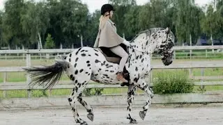 Embark with us on a magical journey 🐎🏇