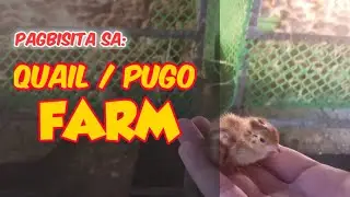 Ready-to-Lay Production ng Quail o Pugo | Beterinaryo sa Baryo